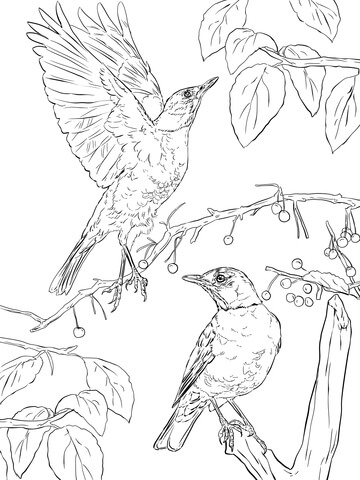 Two American Robins Coloring Page